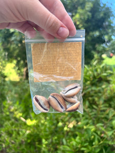 Tiger Cowrie Shells