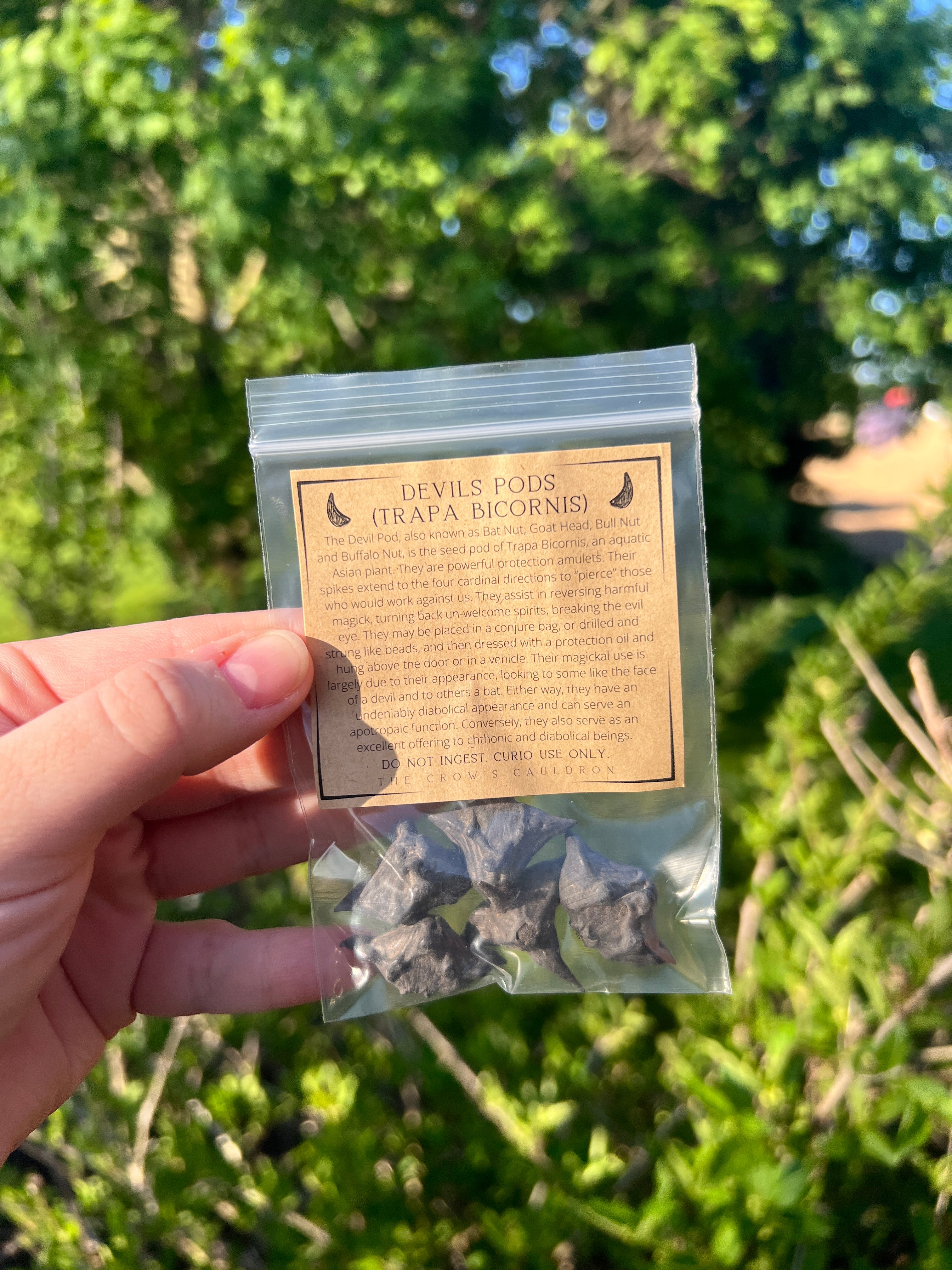 Devil Pods - 5pc