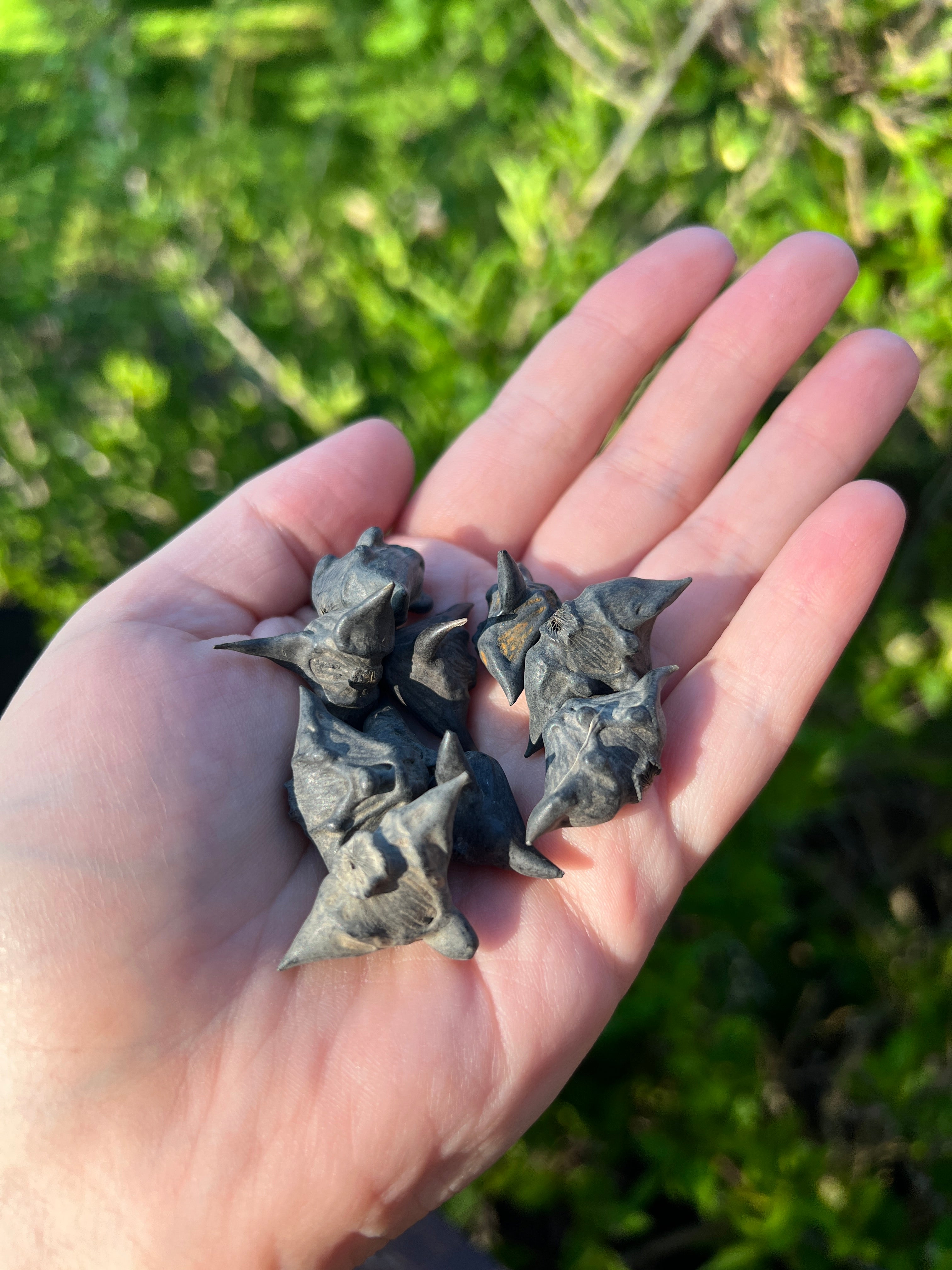 Devil Pods - 5pc